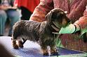 Crufts2011_2 849